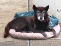 この犬の名前わかりますか チワワ Yahoo 知恵袋