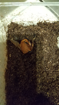 息子が飼っているカブトムシの幼虫が成長してお部屋を作りました。脱皮して抜け殻もある状態で、土の上のカビを取り除こうとした際にお部屋を壊してしまいました。
この子は助かりますか？ 