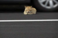 駐車場の猫大喜利 駐車場の猫がアクビをしながら考えてそうな事とは Yahoo 知恵袋