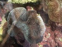 海水水槽でオオバナサンゴが白化してきました 特に水質は問 Yahoo 知恵袋