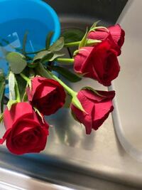 薔薇のドライフラワーを作ろうと思います この薔薇はドライフラワーに Yahoo 知恵袋