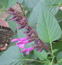 この花の名前を教えてください 濃い紫のつぼみから やや明るい紫 Yahoo 知恵袋