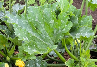 ズッキーニの葉が白いのですが病気ですか 昨秋から畑を借りて栽培 Yahoo 知恵袋