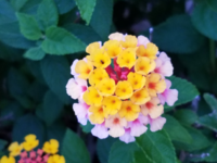 この花の名前を教えてください ランタナ 和名はシチヘンゲです Yahoo 知恵袋