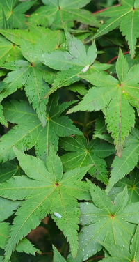 よろしくお願いします 庭にイロハモミジについて質問です 最近に Yahoo 知恵袋