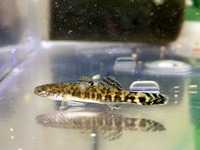 この魚の種類を教えてください ちなみに ちかくの川でみつけました シマド Yahoo 知恵袋