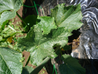 キュウリです これはウドンコ病ですか ちょっと違うような どう Yahoo 知恵袋