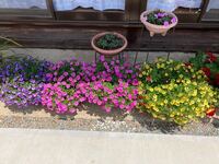 2年目のミリオンベルが春からたくさん咲き切り戻しをせずに今満開 Yahoo 知恵袋