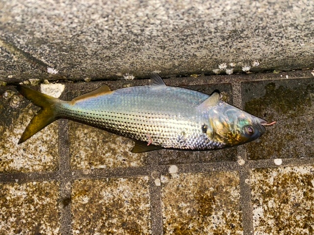 この魚はなんという魚で食べられるのでしょうか 教えて欲しいで Yahoo 知恵袋