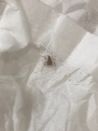 部屋でくつろいでいたら突然 画像の虫が目の下に落ちてきて慌てて取ったので Yahoo 知恵袋