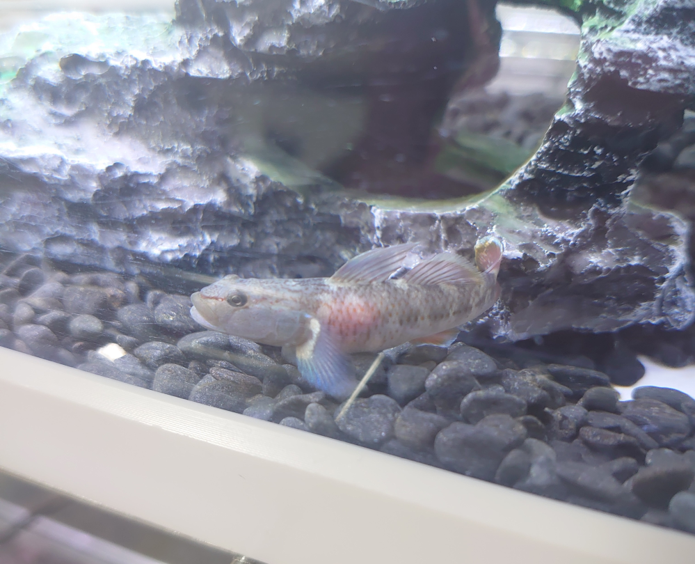 1ヶ月ほど前に川で捕ってきたヨシノボリを飼育しています 餌は冷 Yahoo 知恵袋