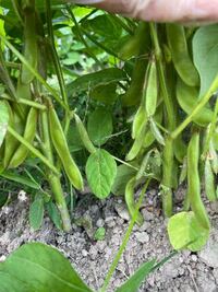 枝豆を昨年作ったのですが サヤが出来ても豆 中味 が入っていま Yahoo 知恵袋