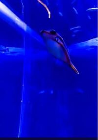 この魚の名前は何でしょうか 魚ピンク 観賞魚種類 な Yahoo 知恵袋