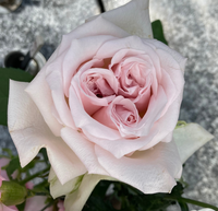 薔薇の種類が知りたいです 先日 買った花束の中に初めて見た珍し Yahoo 知恵袋
