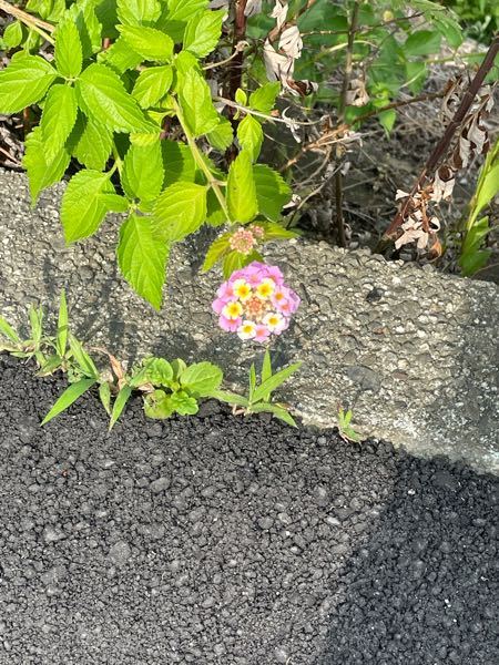 至急 この花を教えてください 歩いていたらこの花に一目惚れして Yahoo 知恵袋