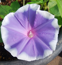 朝顔の名前 種類 について質問致します 画像の朝顔は何と言う名 Yahoo 知恵袋