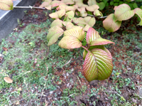 オオデマリの花が一つもつかないのですが 原因が分かる方教えて下さい 地植えで半 Yahoo 知恵袋