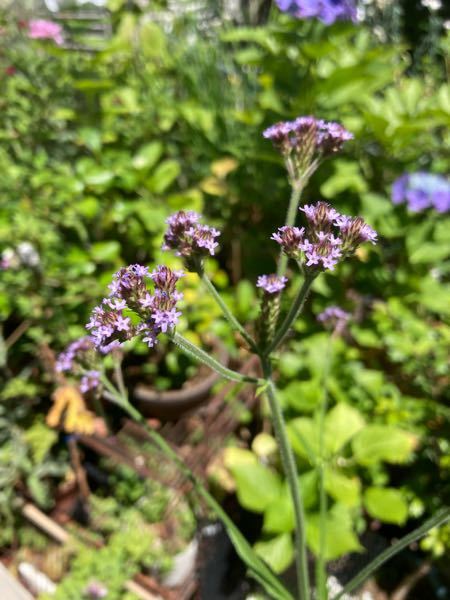 この花はなんでしょうか アレチハナガサだと思います Yahoo 知恵袋