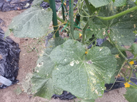 キュウリが写真のようになりますが何の病気でしょうか。家庭の3坪菜園で毎年3月下旬-7月にキュウリを植付ていますが5月以降に植え付けたきゅうりは病気で、ほぼ収穫できないまま枯れてしまいます。 今年からyoutubeを見て対策を始め、5月中旬から苦土石灰上澄み水、有機薬ーカリグリーン(炭酸水素カリウム)、農薬ーダコニールを週1回、葉に散布しています。
 しかし3月末に最初に植付したキュウリの葉が...