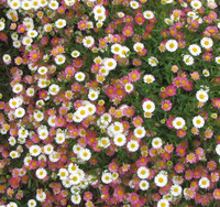 この花の名前を教えてください 白い花とピンクの花が混在して咲い Yahoo 知恵袋