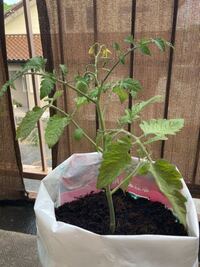 袋栽培のミニトマトが やっと一段目の実が大きくなってきたのに Yahoo 知恵袋