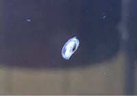 ザリガニを飼う時の水槽の大きさ ザリガニ２匹を飼育すると Yahoo 知恵袋