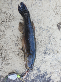 この魚の名前が分かる方がいましたら教えてくださいませ。
岡山県の高梁川でうなぎ釣りの際に釣れました。 