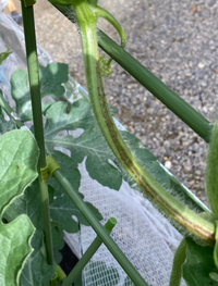 家庭菜園初心者です 今年初めてスイカに挑戦し 順調に実を付けてくれました Yahoo 知恵袋