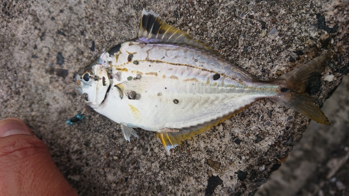 この魚はなんでしょう ヒイラギ 別名ゼンメ です サー Yahoo 知恵袋