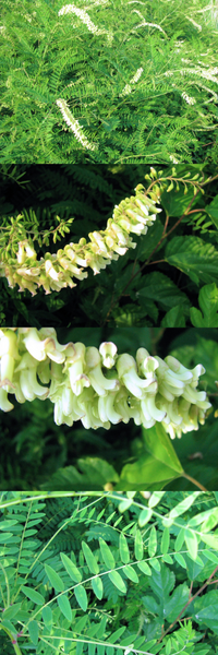 6月の低山に向かう道端にあった植物です マメ科のよう ですが 小さな花を Yahoo 知恵袋