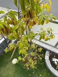 1ヶ月前くらいに植えたソヨゴが葉が黄色くなり 大量に落葉してし Yahoo 知恵袋