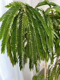 エバーフレッシュを育てています 初めての冬も 葉落ちや弱ることもな Yahoo 知恵袋