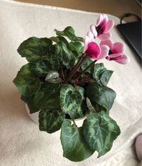 庭の芝生にエリゲロンの芽がたくさん出ていました このまま花をかさせる Yahoo 知恵袋