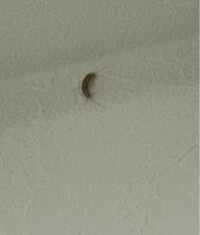 なんの虫かわかる方いますか キッチンの壁にいました大きさは Yahoo 知恵袋