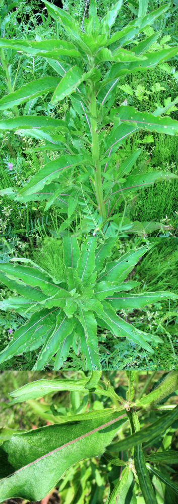 ６月の低山にあった植物です 結構あちこちにあり 葉の中心の葉脈 が薄い紫 Yahoo 知恵袋