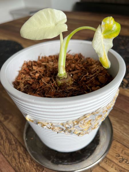 斑入り クワズイモ 2苗セット 値段交渉受付中 クワズイモ 斑入り