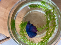 ベタが水面で横になっているベタが水草や濾過機の上で水面からからだが出るぐら Yahoo 知恵袋