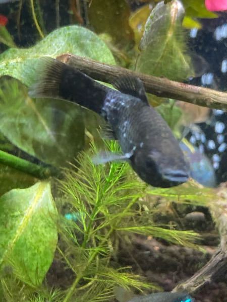 せむ様用 モーリー Molly まとめ売り Pilapolov Sk