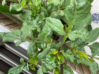 球根から育てたダリアが モザイク病になり葉が縮れてしまった場合 そ Yahoo 知恵袋