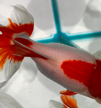 オランダ獅子頭の松かさ病についてです 最近 金魚が転覆していたので餌を与 Yahoo 知恵袋