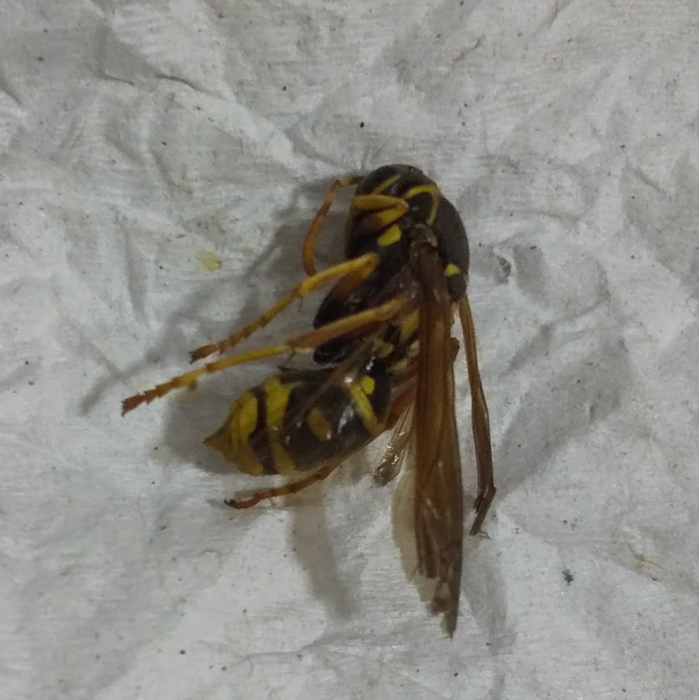 これは何の虫ですか 殺虫剤を撒いてしばらくしたら部屋にこの虫の Yahoo 知恵袋