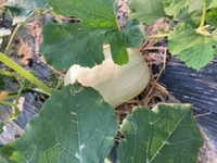 どうなんでしょうか カボチャということで 苗を買って植え Yahoo 知恵袋