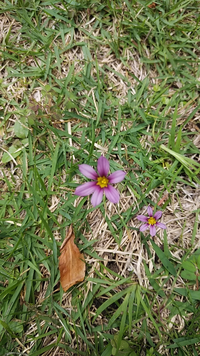 花の名前を教えて下さい 芝生の中に生えていて 花の大きさは 1cmくらい Yahoo 知恵袋