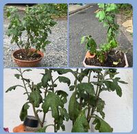 我が家のガーデンマム がいうことを聞いてくれません こんも Yahoo 知恵袋