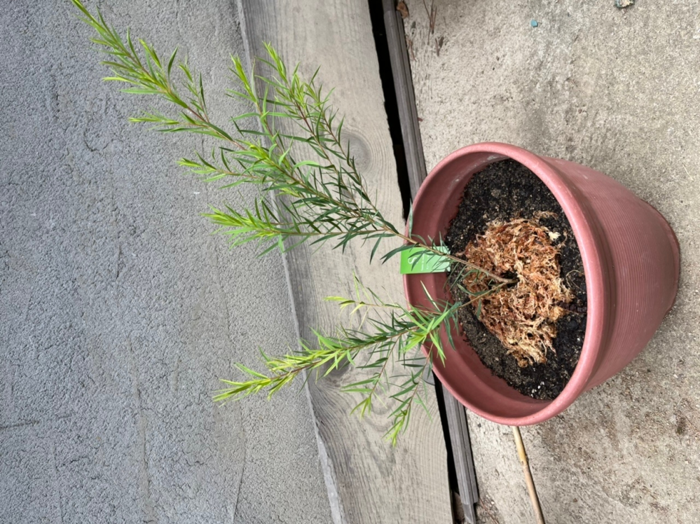 二股の苗を一本にしたいです ティーツリーの木を苗を通販で購入したのですが Yahoo 知恵袋