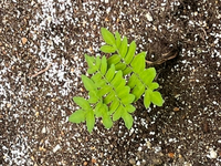 庭から生えてきたのですが これはなんの植物でしょうか 色々種とか植えて生 Yahoo 知恵袋