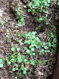 花壇にこんな芽が大量に出ていました 何の芽でしょう 種を蒔いたこと Yahoo 知恵袋