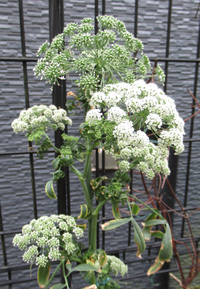 この花の名前が分かりますか 昨日 閉店するホームセンターで見切り品として Yahoo 知恵袋