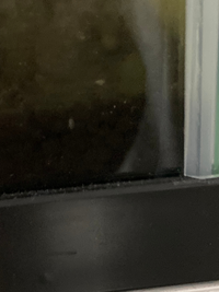 エビの水槽にいるこの白い虫はなんですか よろしくお願いします Yahoo 知恵袋