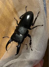 この子はなにクワガタですか 黒くて 少しだけ艶があり 5 Yahoo 知恵袋